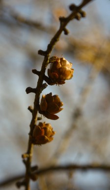 larch cones by Ann E. Michael