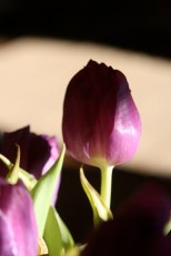 tulip