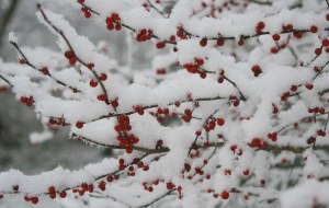 wberrysnow phot Ann E. Michael