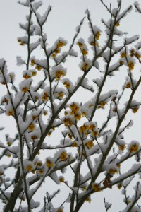 photo Ann E. Michael