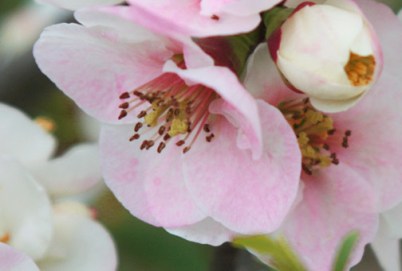 photo by Ann E. Michael