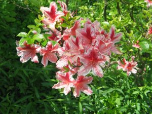 azaleas by Ann E. Michael