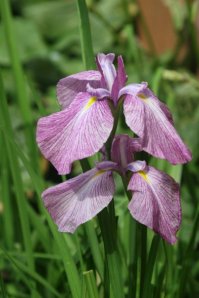 iris by Ann E. Michael