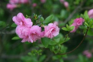 azaleas by Ann E. Michael