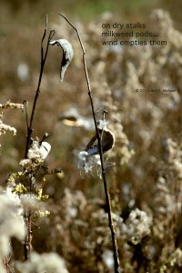 milkwdstalk milkweed in autumn Ann E. Michael