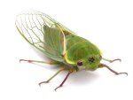http://animals.howstuffworks.com/insects/question733.htm "Why are cicadas so noisy?"