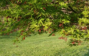japanese maple