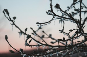 ann e. michael photo