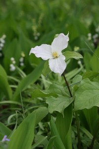 trillium