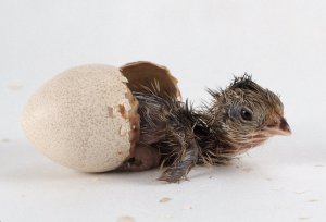 chick-hatching