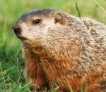groundhog-day-groundhog