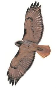 redtail