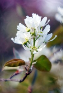 Shadblow, also known as serviceberry.