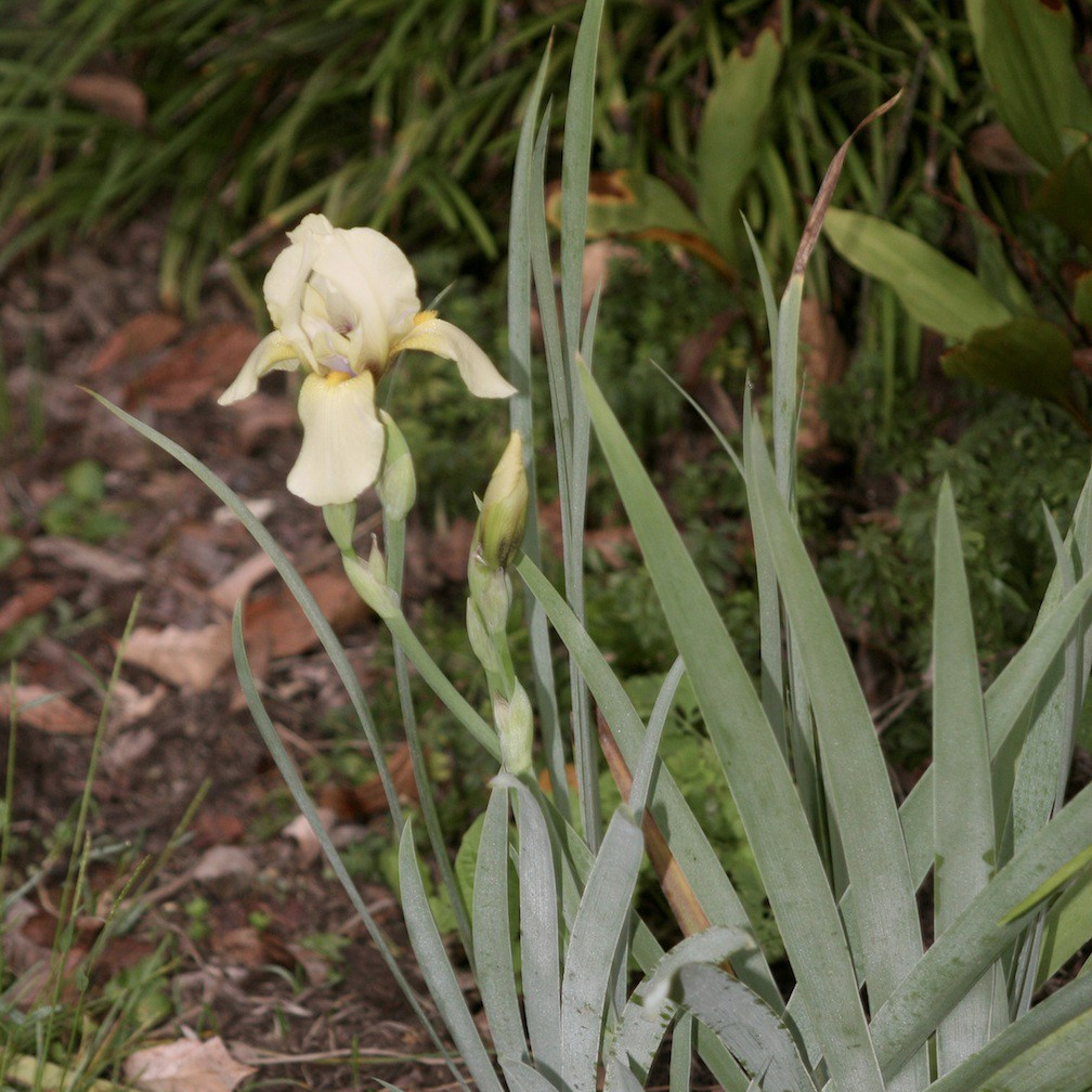 autumn iris