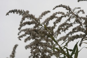 goldenrod (solidago) going to seed