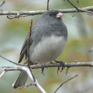 Thnaks to https://www.google.com/imgres?imgurl=https://upload.wikimedia.org/wikipedia/commons/f/ff/Dark-eyed_Junco-27527.jpg&imgrefurl=https://en.wikipedia.org/wiki/Dark-eyed_junco&h=1200&w=1200&tbnid=DGC_yN-QS3gmQM:&tbnh=186&tbnw=186&docid=PgfF6Qrr1lkmXM&itg=1&usg=__OQUoHQtFIiKMLohwHizh08u4Ka8=