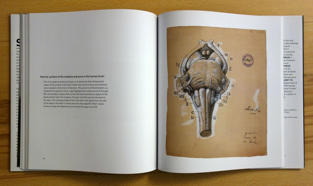 beautifulbrainbook04-1080x644