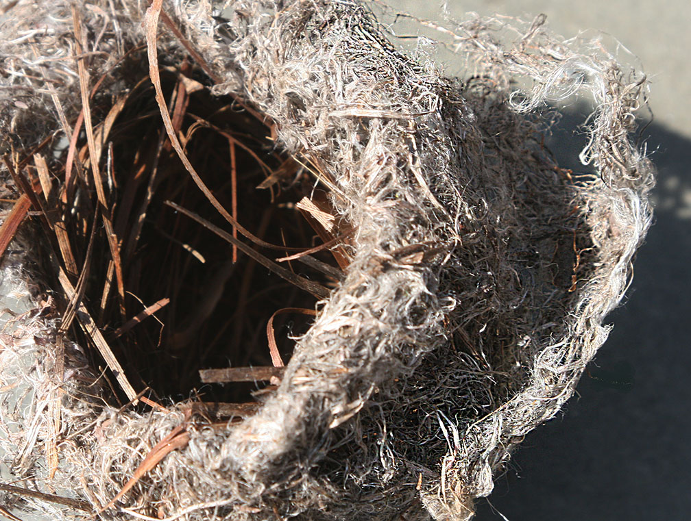 nest2