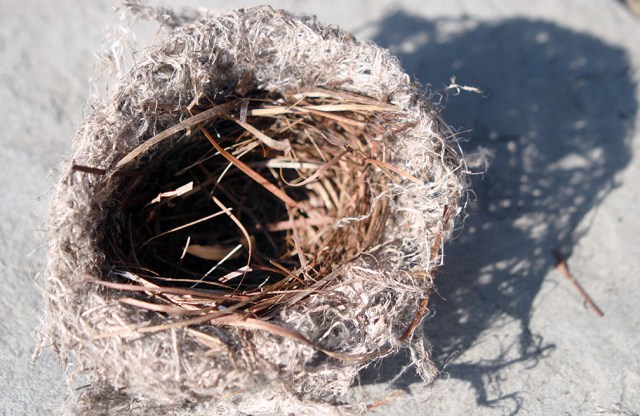 nest3