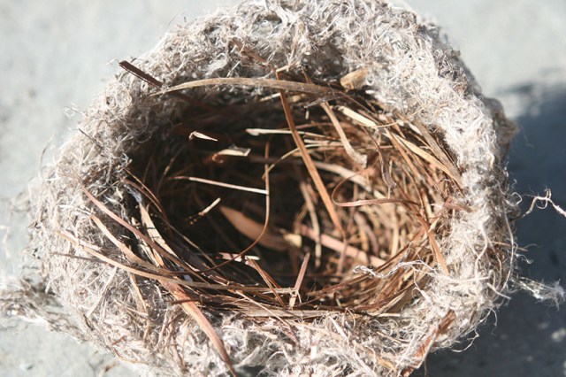 nest4