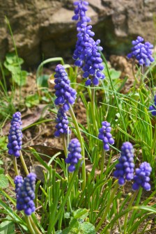 muscari