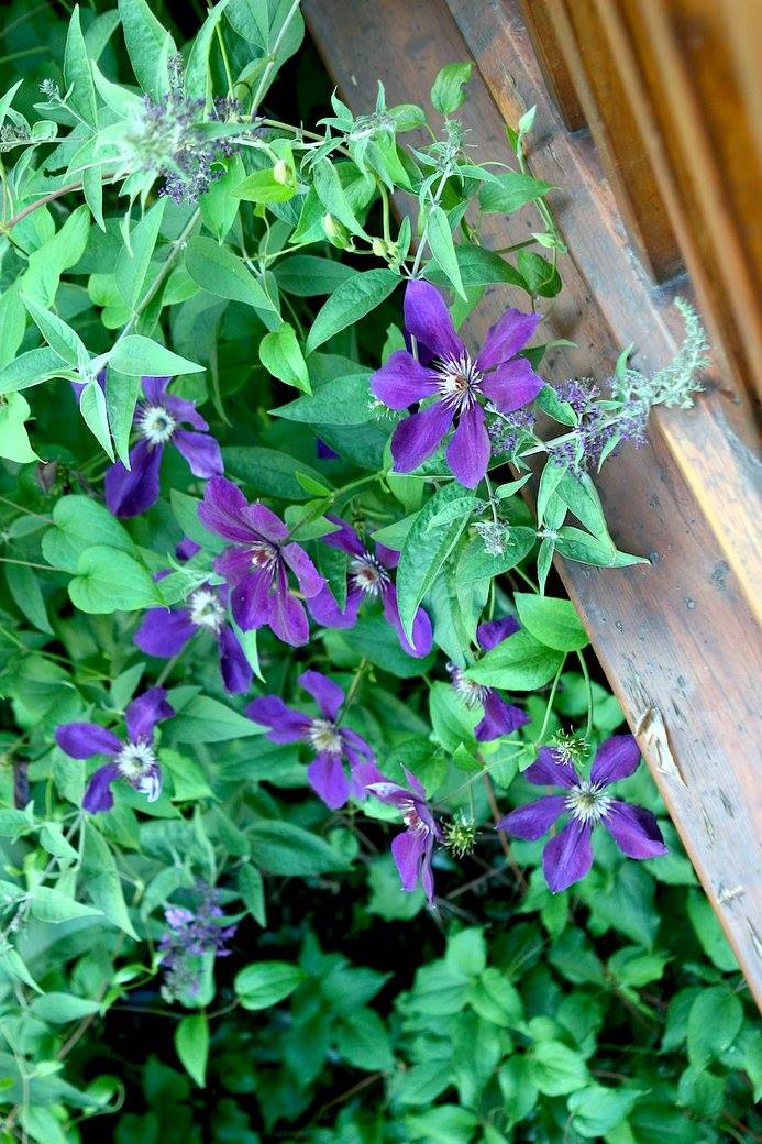 13568809_10210037198150804_7456809613944121549_o