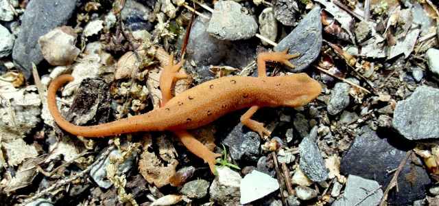 newt-eft2
