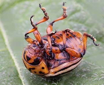 20775536-dead-colorado-potato-beetle-belly-up