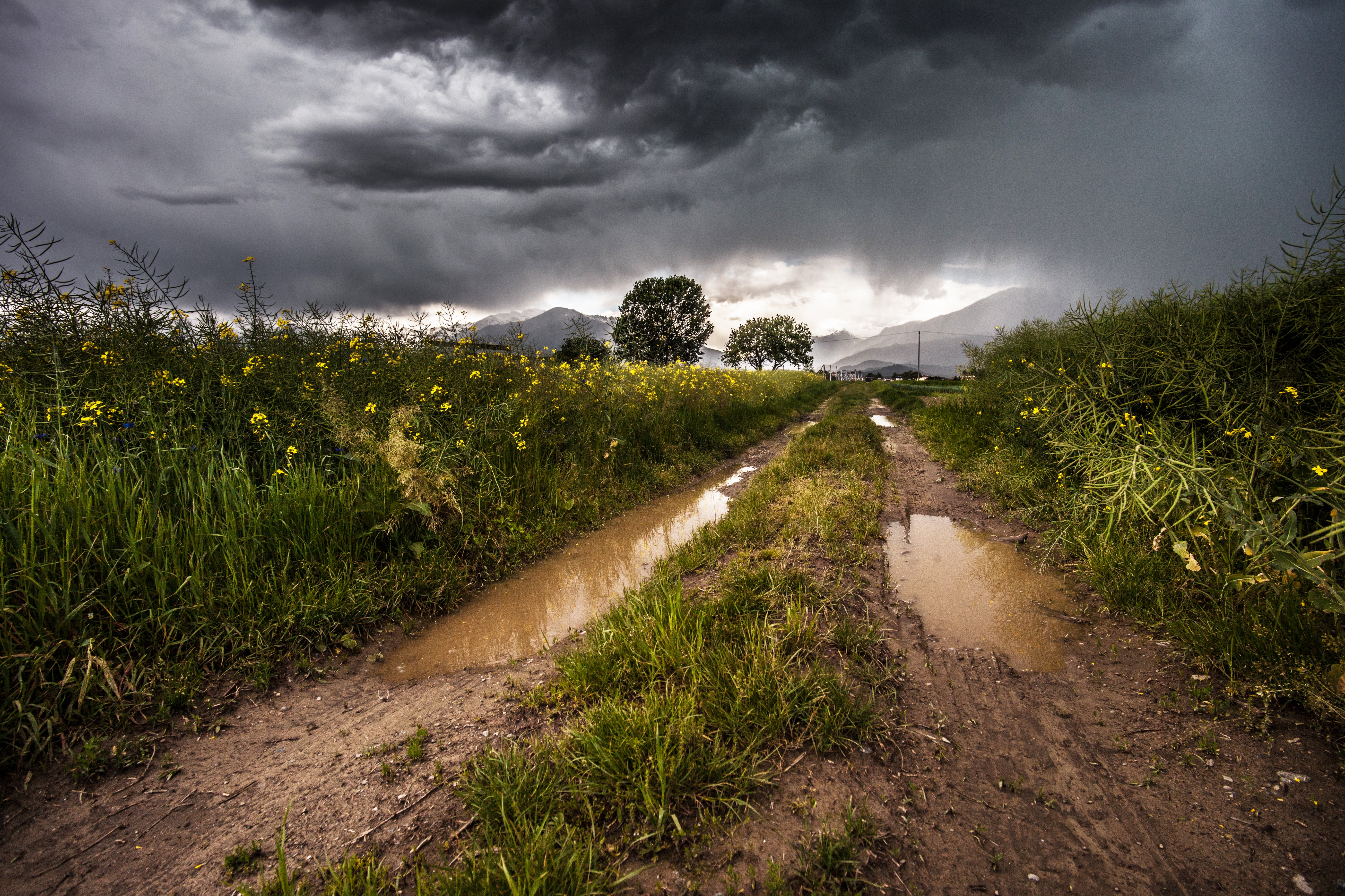 country-lane-field-meadow-1551.jpg