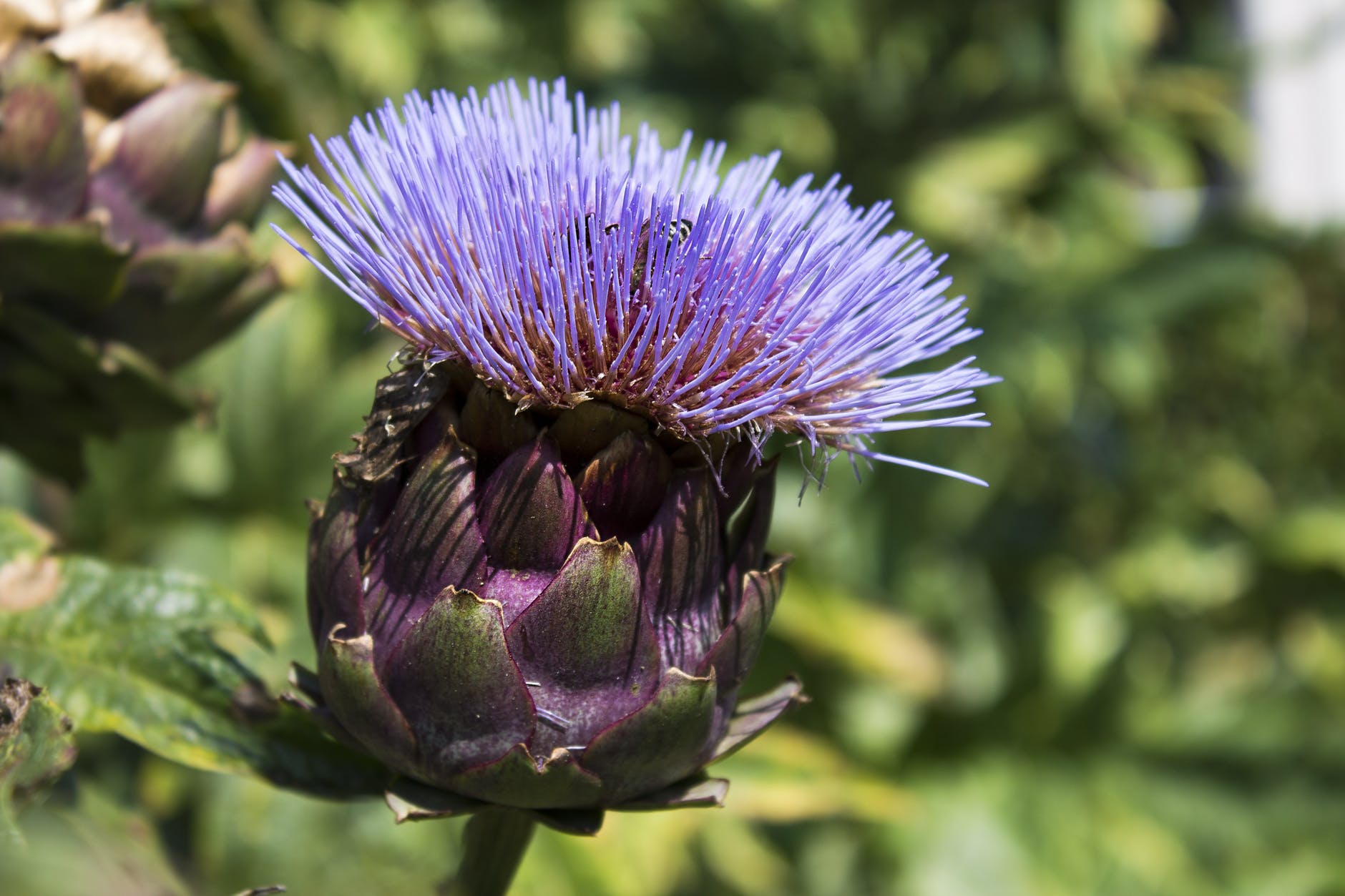 artichoke beautiful bloom blooming
