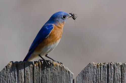Eastern Bluebird-4299_Laurie Lawler_Texas_2013_GBBC_KK