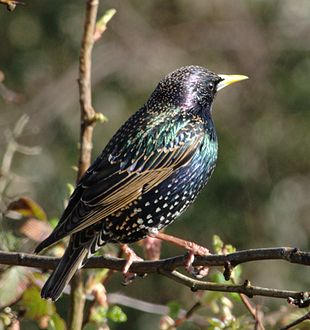 Colourful_starling.jpeg